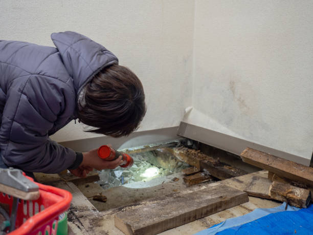 Best Mold Remediation for Rental Properties  in Palmer, AK