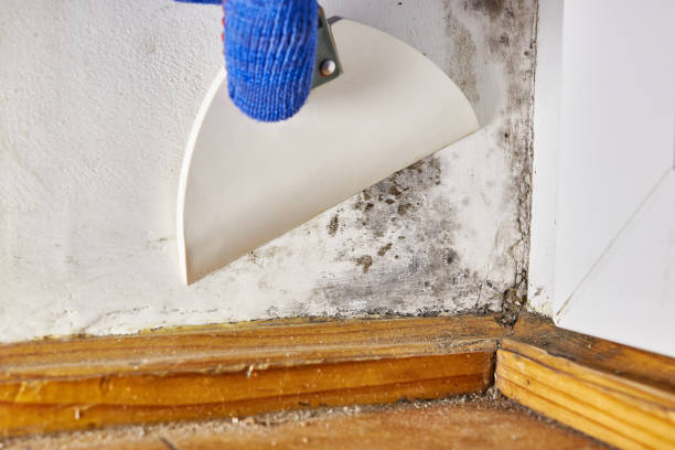 Best Black Mold Removal  in Palmer, AK