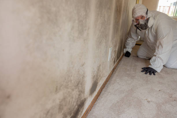 Professional Mold Removal in Palmer, AK
